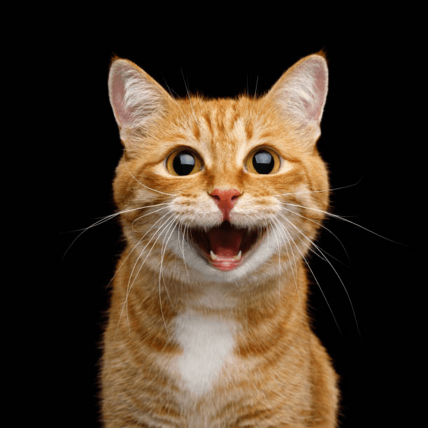 cat-1.png