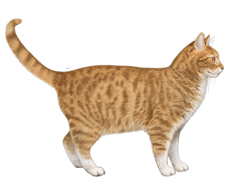 cat-no-bg.png